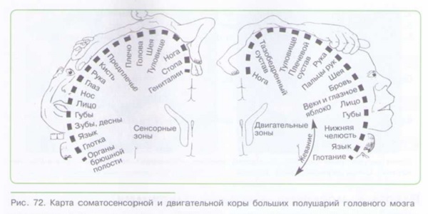 РЕГУЛЯЦИЯ ФУНКЦИЙ У РАЗЛИЧНЫХ ОРГАНИЗМОВ_003